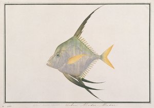 Indian Threadfish, from Drawings of Fishes from Malacca, c.1805-18 by Chinese School